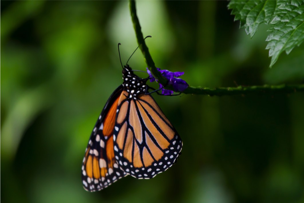 Le papillon monarque